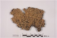 藏品(孔梅衣)的圖片